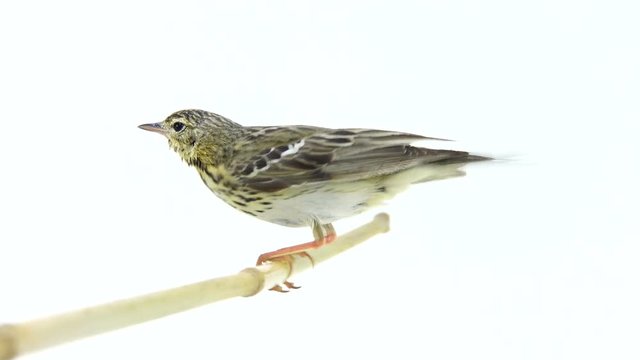 Tree Pipit (Anthus trivialis) isolated on a white background