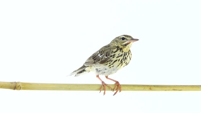 Tree Pipit (Anthus trivialis) isolated on a white background