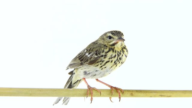Tree Pipit (Anthus trivialis) isolated on a white background