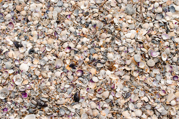Shells. Textures.