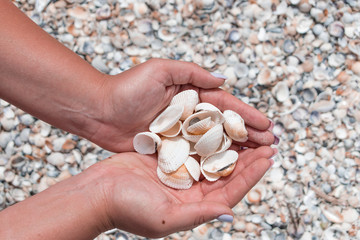 Shells in the hands.