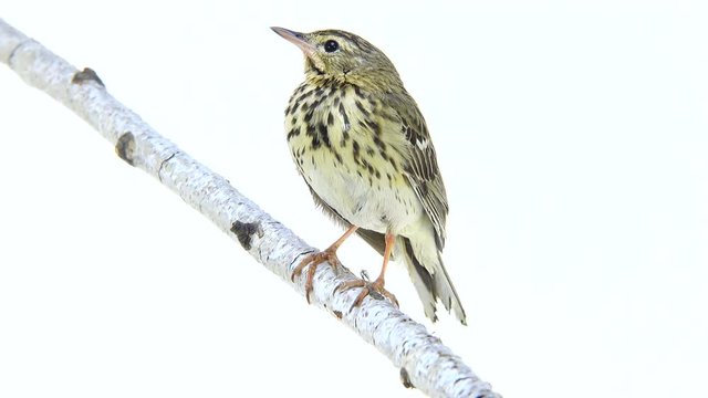 Tree Pipit (Anthus trivialis) isolated on a white background