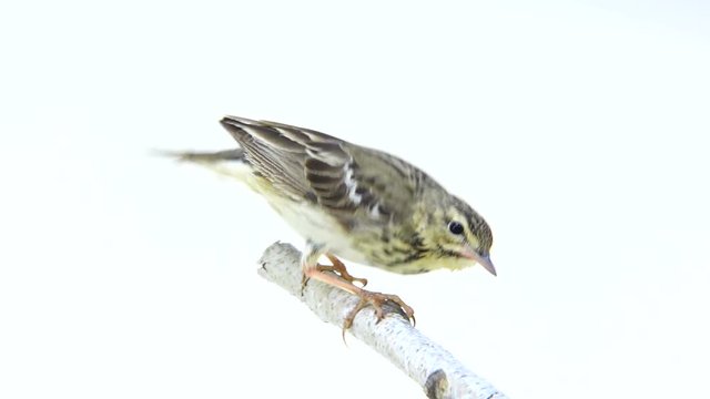 Tree Pipit (Anthus trivialis) isolated on a white background