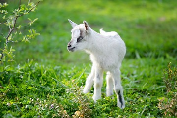 Obraz premium White baby goat standing on green lawn on a sunny day