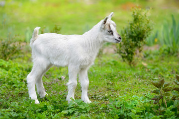 Obraz premium White baby goat standing on green lawn