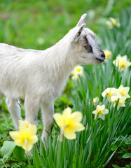 Fototapeta premium White baby goat standing on green lawn with flowers narcissus