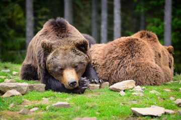 Fototapeta premium European brown bears in a forest landscape at summer. Big brown bears in forest.