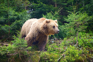 European brown bear in a forest landscape at summer. Big brown bear in forest.