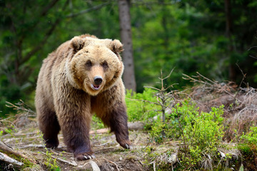 Obraz premium European brown bear in a forest landscape at summer. Big brown bear in forest.