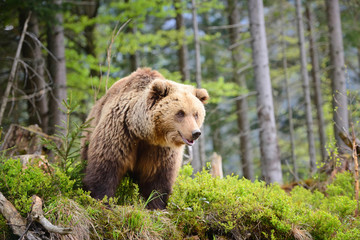 Fototapeta na wymiar European brown bear in a forest landscape at summer. Big brown bear in forest.