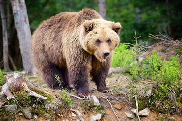 Fototapeta premium European brown bear in a forest landscape at summer. Big brown bear in forest.