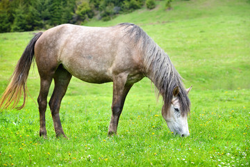 Naklejka na ściany i meble Grey horse grazing in summer pasture