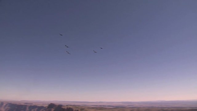 Flock of Birds Flying High Over the Grand Canyon