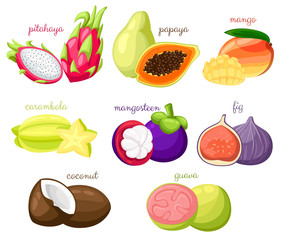 Exotic fruits vector set Juicy and ripe fruit papaya guava mango pitahaya mangosteen fig coconut carambola cartoon organic Isolated vector illustration on white background Web site page and mobile app