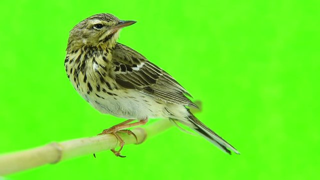 Tree Pipit (Anthus trivialis) isolated on a green background