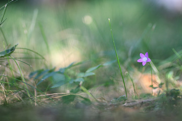 Purple bell on the nature