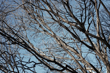 tree birch bare winter sky