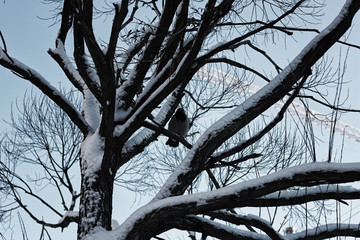 tree birch bare winter sky