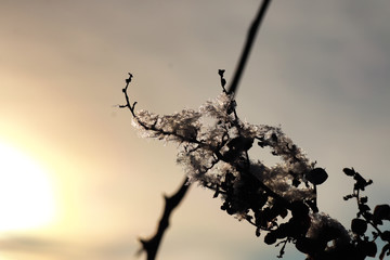branch of the plant covered with snow winter macro