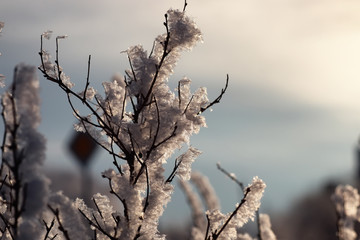 branch of the plant covered with snow winter macro