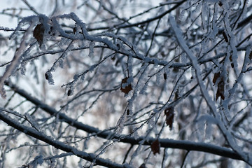 winter snow covered tree branches