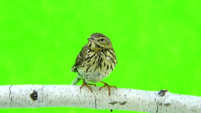 Tree Pipit (Anthus trivialis) isolated on a green background