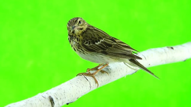 Tree Pipit (Anthus trivialis) isolated on a green background