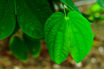 Fototapeta premium treetop