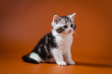 Scottish Straight bi-colour tabby kitten sitting against a orange background