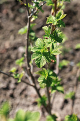 new life in spring brunch of tree