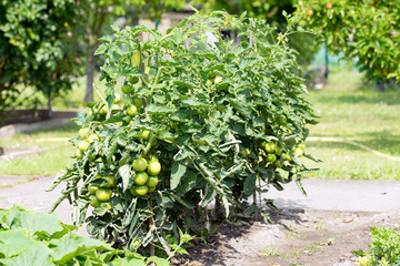 Tomaten / unreife Tomaten in einem Garten