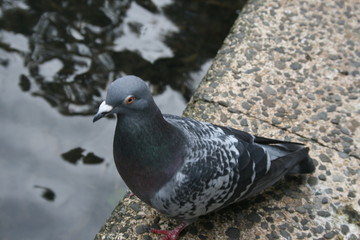 Pigeon