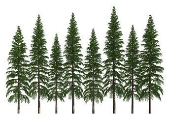 Group of trees isolated on white 3d illustration