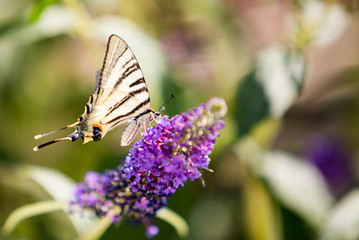 swallow tail butterfly on buddliea ii