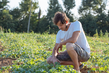 Young farmer checking his watermelon field at organic eco farm