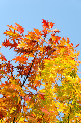 Invitation to dream, silence, relation, timeout, happiness: wonderful day in autumn forest :)