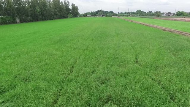 thai farmer spraying insecticides chemical in agriculture area