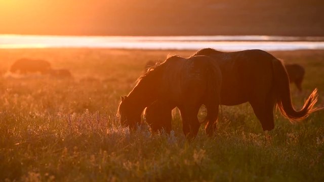 Wild mustangs graze at sunset