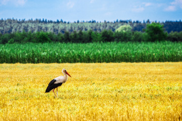 Stork is Walking on the grass in rural area