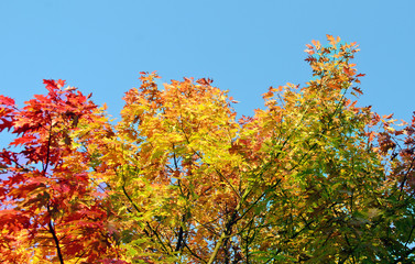 Invitation to dream, silence, relation, timeout, happiness: wonderful day in autumn forest :)