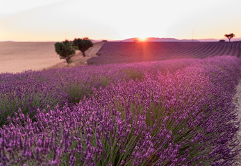 Obraz premium Piękne pola lawendy w czasie zachodu słońca. Valensole. Prowansja, Francja