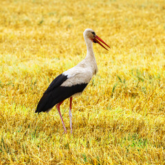 Stork is Walking on the grass in rural area