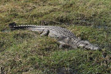 croco au parc Chobe