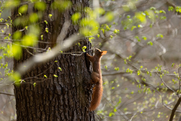 Eichhörnchen am Baum