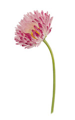 Daisy flower isolated on a white © dizolator