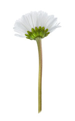 Daisy flower isolated on a white