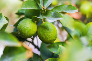 Lime tree