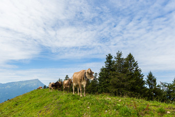 four milk cows in meadow Switzerland with mount Rigi and trees