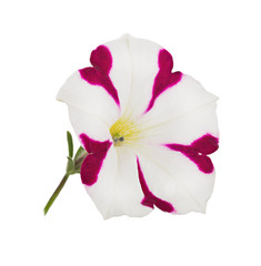 Bright Pink and White Petunia Flower Isolated
