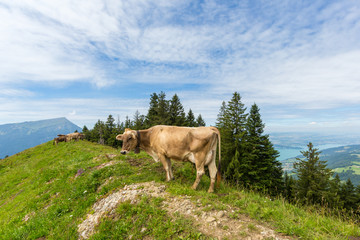 milk cow in meadow switzerland with mount Rigi, lake Zug